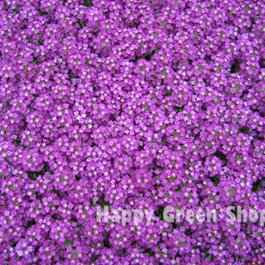 May include: A close-up image of a field of purple flowers. The flowers are small and densely packed together, creating a vibrant purple carpet.
