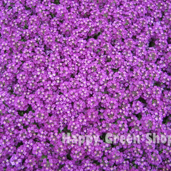 SWEET ALYSSUM Royal Carpet - 1600 zaden - dwerg geurende jaarlijkse bloem - aantrekkelijk voor bijen - lobularia maritima