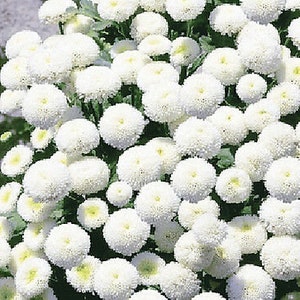 May include: A close-up of a cluster of white chrysanthemum flowers. The flowers have a pom-pom shape with a yellow centre. The image is a full frame of the flowers, with green leaves visible in the background.