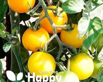 Puede incluir: Primer plano de un racimo de tomates amarillos maduros que crecen en una vid con hojas verdes. Los tomates son redondos y tienen una piel lisa. El texto "Green Shop Happy" es visible.