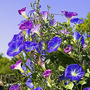 MORNING GLORY 160 seeds Ipomoea tricolor mixed colours image 5