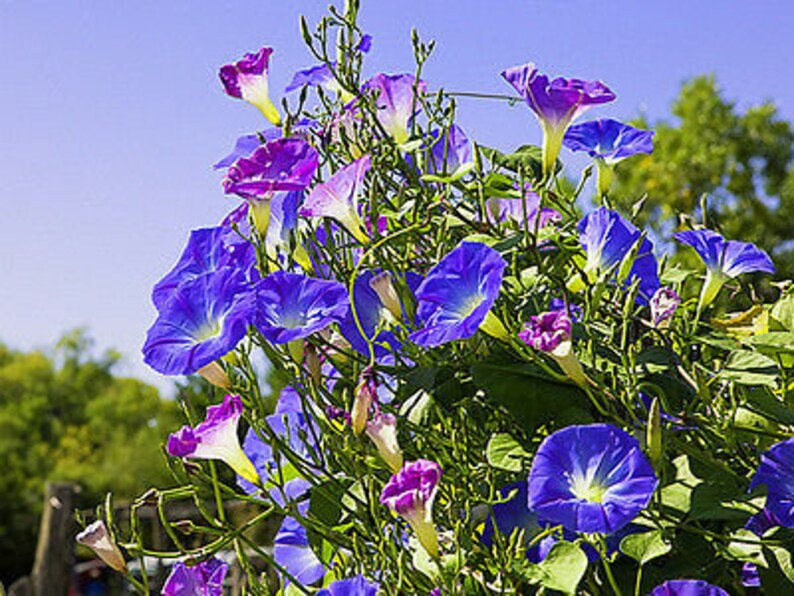 MORNING GLORY 160 seeds Ipomoea tricolor mixed colours image 5