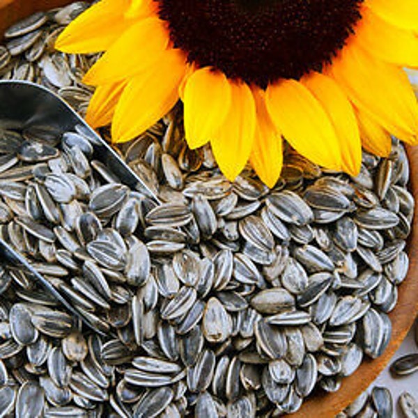 TOURNESOL GÉANT DU MEXIQUE - Helianthus annuus jaune comestible - 70 graines - Légume - Fleur pour la production de graines