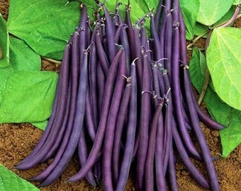 Bush Bean PURPLE QUEEN - 80 seeds  Phaseolus vulgaris - Highly Yielding Variety