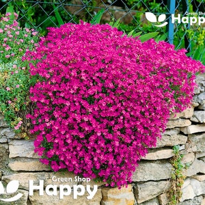 ROCK CRESS CASCADE Red - 300 seeds - Aubrieta cultorum hybrida - Rockery Flower