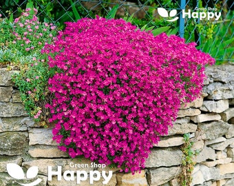 BERRO DE ROCA CASCADA Rojo - 300 semillas - Aubrieta cultorum hybrida - Flor de rocalla