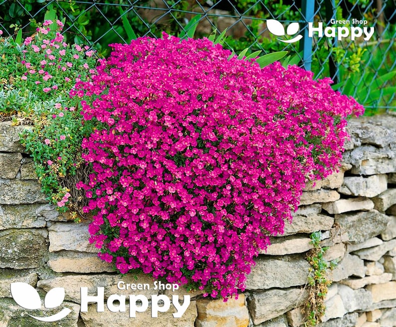 ROCK CRESS CASCADE Rot 300 Samen Aubrieta kultorum Hybrida Steingartenblume Bild 1