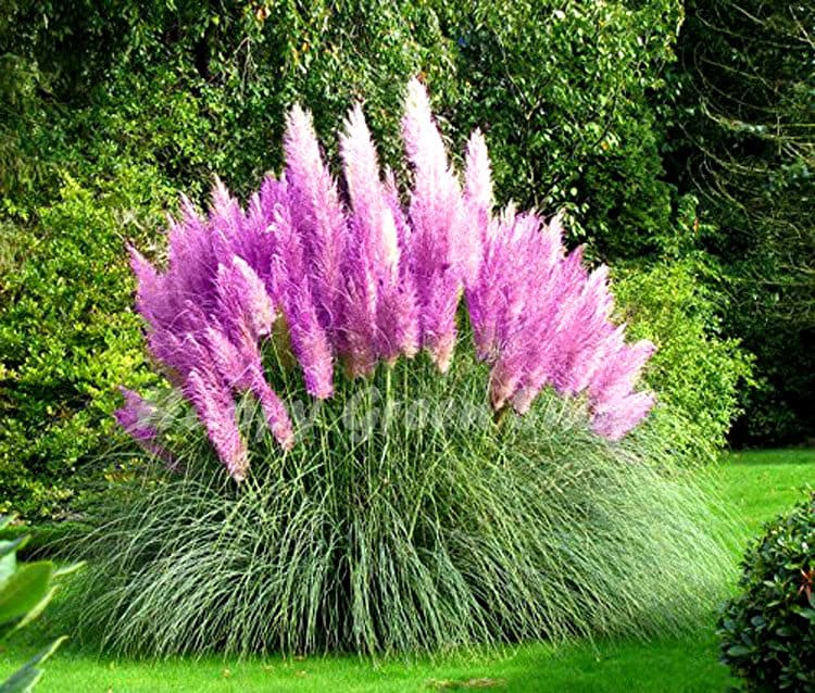 Pink Pampas Grass 200 Seeds - Cortaderia - Hirt's Gardens