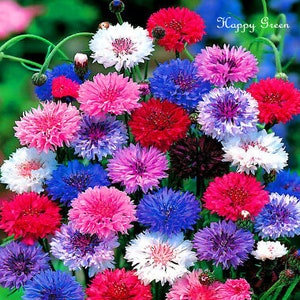 CORNFLOWER Frosty Mix BATCHELOR'S BUTTON 1200 seeds Centaurea cyanus Double Ball image 1