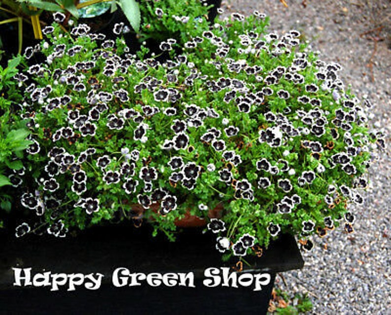 Pennie Black 300 SEEDS Nemophila Discoidalis Balcony Flower Baby Black image 3