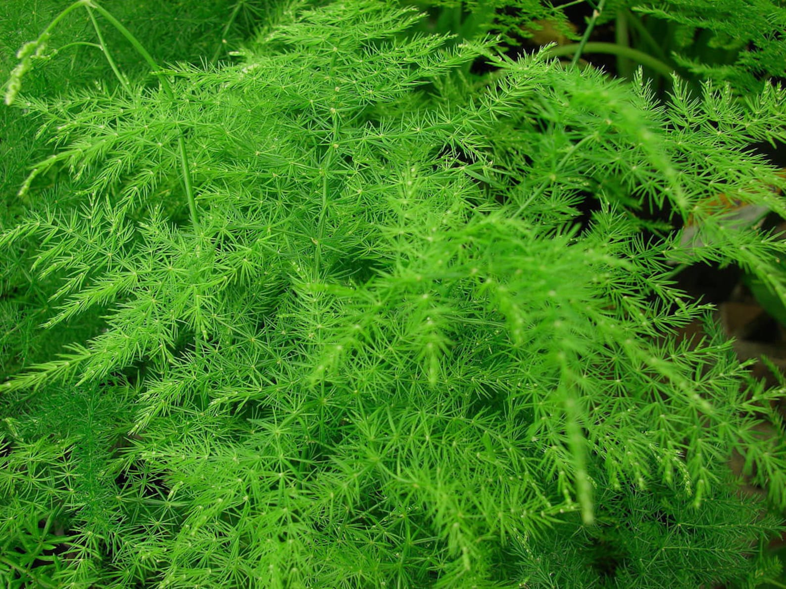 ASPARAGUS FERN 10 SEEDS Asparagus Setaceus Plumosus Nanus Etsy UK