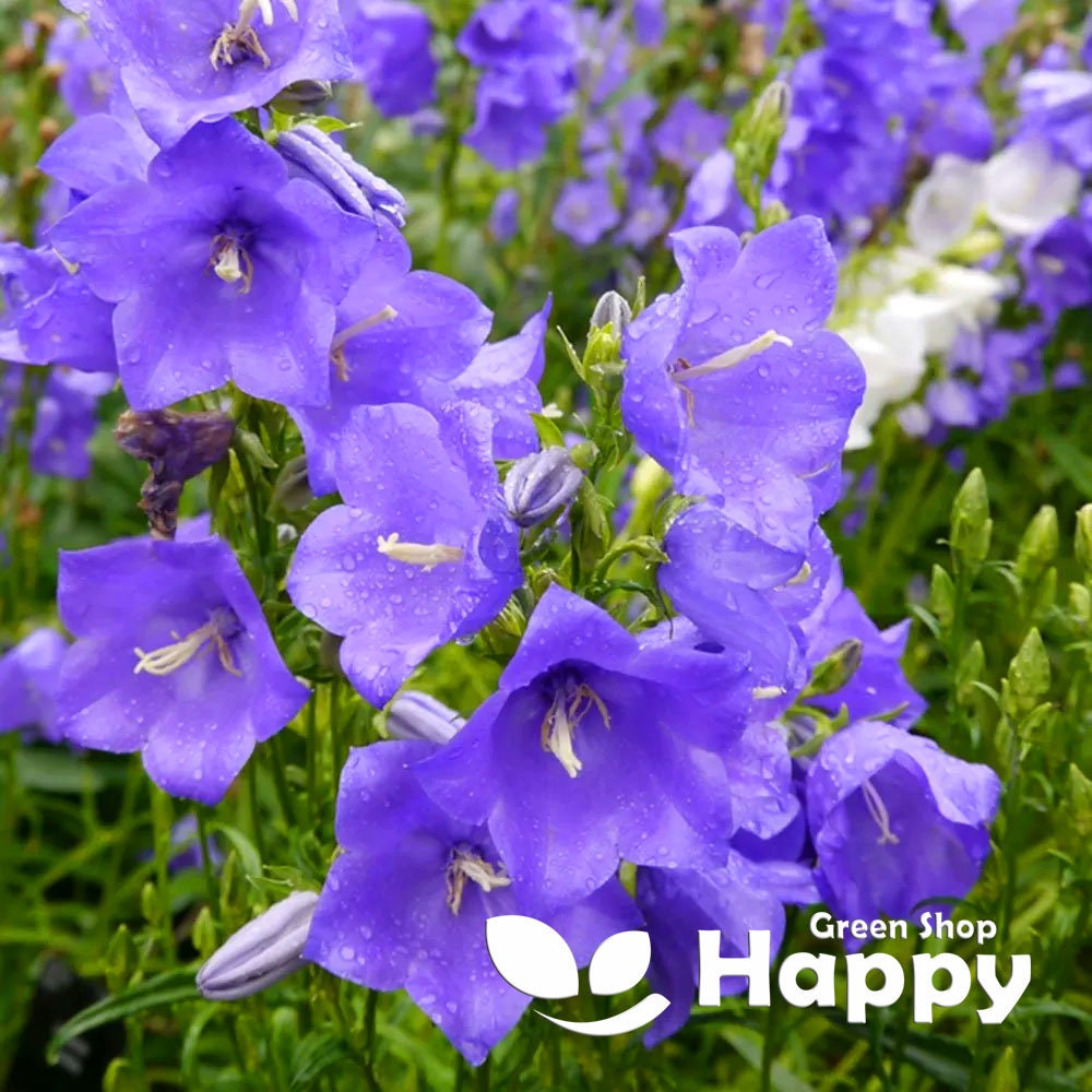 Peach Leaved Bellflower Blue - 1100 SEEDS - Campanula persicifolia