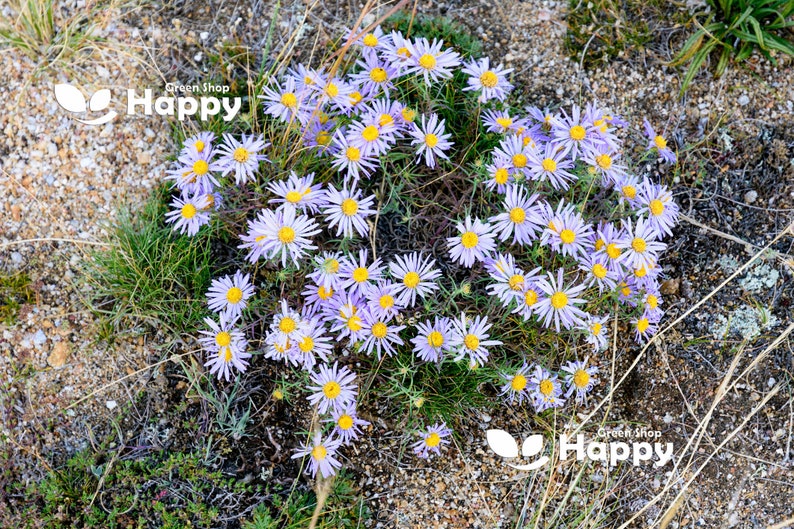 ALPINE ASTER Mixed COLOURS 150 seeds Aster Alpinus Rockery Flower image 2