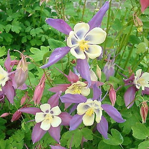 COLUMBINE MIX Mrs Scott Elliott 250 Seeds Aquilegia caerulea hybrida image 3