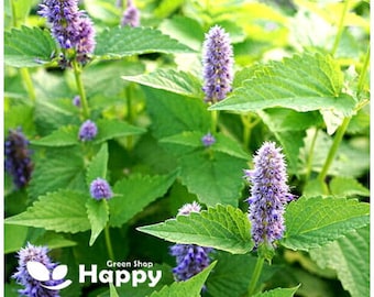 1500 semi di menta piperita / Mentha × piperita / Erba perenne resistente / Amica delle api e aromatica