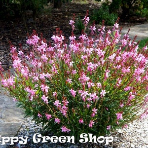 Peut inclure: Un grand buisson de fleurs roses avec des feuilles vertes. Le buisson pousse dans un jardin avec des chemins de gravier et de pierre. Le texte "Happy Green Shop" est visible en bas de l'image.