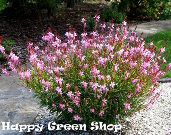 Gaura rosy-white - 20 seeds - Gaura Lindheimeri - halfhardy perennial