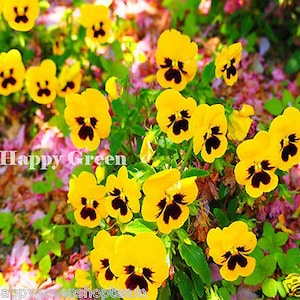 Viola wittrockiana 550 seeds YELLOW with blotch FLOWER Pansy SWISS