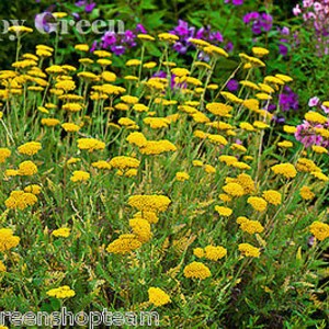 YARROW CLOTH Of GOLD Achillea Filipendulina 3100 seeds Perennials flower image 3