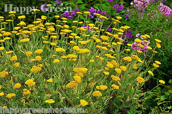 YARROW CLOTH of GOLD - Achillea Filipendulina - 3100 Seeds - Perennials  Flower - Etsy