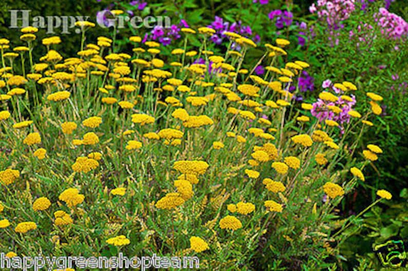 YARROW CLOTH Of GOLD Achillea Filipendulina 3100 seeds Perennials flower image 3