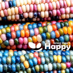 May include: Close-up of colourful corn cobs with kernels in shades of blue, green, yellow, orange, pink, and purple. The corn is arranged in rows, creating a visually appealing pattern. The text "Green Shop Happy" is visible in the image.