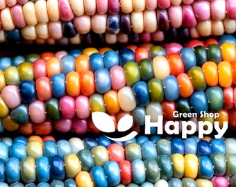 MAÍZ HEIRLOOM - FLINT - 35 semillas - Maíz indio - Hortaliza - Zea mays