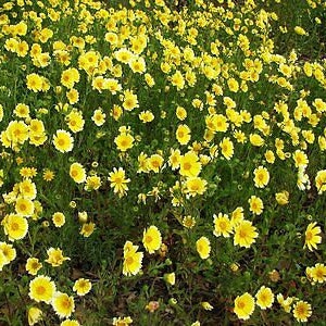 Coastal Tidy Tips 450 SEEDS Layia elegans platyglossa Landscaping flower image 2