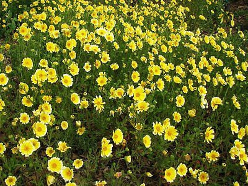 Coastal Tidy Tips 450 SEEDS Layia elegans platyglossa Landscaping flower image 2