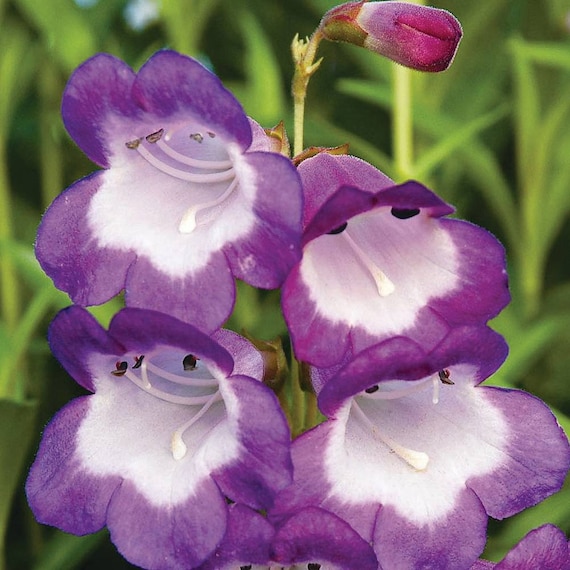 Sensation mix PENSTEMON 1200 seeds PERENNIAL FLOWER BEARDTONGUE