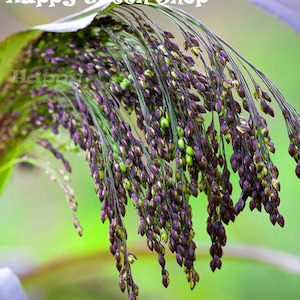 May include: Close-up of a purple and green millet plant with long, drooping seed heads. The plant is in focus, while the background is blurred.