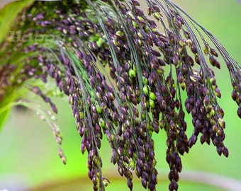 Ornamental Grass - VIOLET PANIC GRASS Millet - 700 seeds - Panicum violaceum