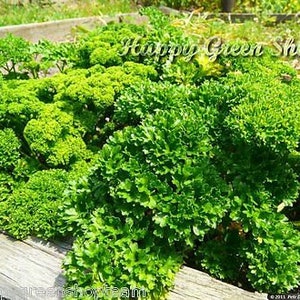 Könnte beinhalten: Nahaufnahme eines großen Beetes mit leuchtend grünem Petersilie, das in einem Garten wächst. Die Petersilie ist üppig und gesund, mit vielen Blättern.