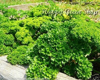 Può includere: Primo piano di un grande appezzamento di prezzemolo verde brillante che cresce in un giardino. Il prezzemolo è rigoglioso e sano, con molte foglie.