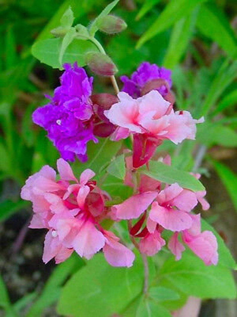 CLARKIA ARIANNE MIXED 1000 seeds Clarkia pulchella Large Double Flower image 3