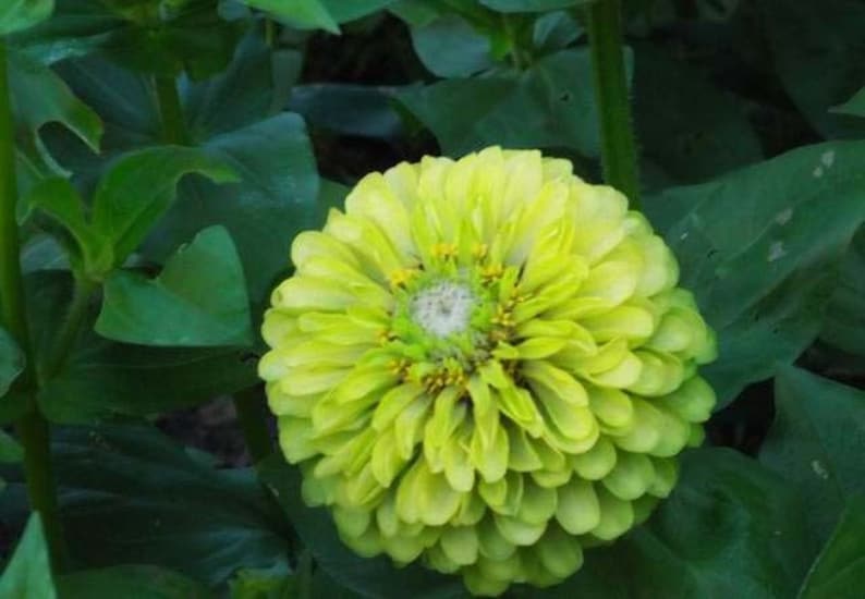 ZINNIA DAHLIA Lime Green - ENVY - 360 Seeds - Zinnia elegans dahliaflowered...