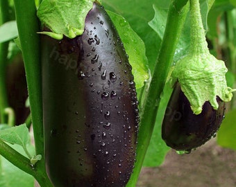 Aubergine - 300 zaden - BLACK BEAUTY - Aubergine - groentezaden