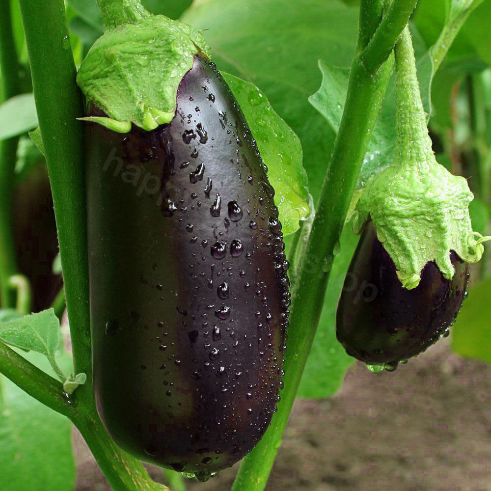 300 Seeds - Aubergine Black Beauty Eggplant Vegetable