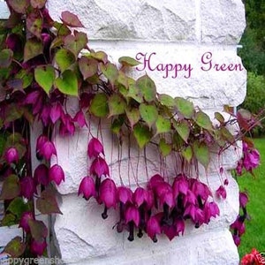 Peut inclure: Une vigne aux feuilles vert foncé et aux fleurs violettes pendantes sur un mur de briques blanches. Le texte "Happy Green" est écrit en rose sur le mur.