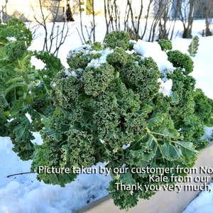 VEGETABLE KALE Borecole Dwarf Green Curled 1000 SEEDS Winter hardy image 7