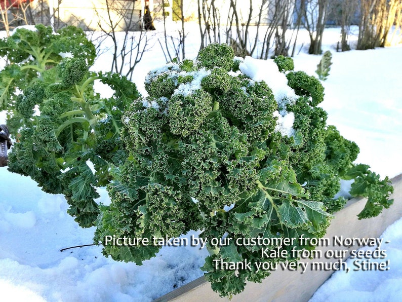 VEGETABLE KALE Borecole Dwarf Green Curled 1000 SEEDS Winter hardy image 7