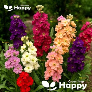 150 semi di Matthiola incana nana / Brompton Winter Mix, semi di fiori biennali profumati