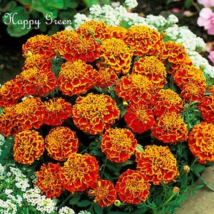 MARIGOLD HONEYCOMB 350 seeds Tagetes patula nana Double bicolor flower image 1