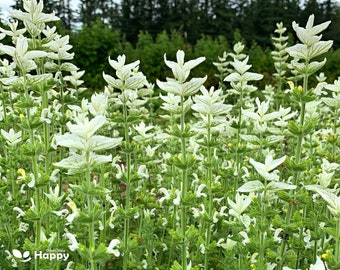 CLARY SAGE - White SWAN - 200 seeds - Salvia horminum - Cutting Flower