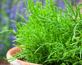 BABY LEAF HERB - Samphire - Sea Asparagus - 150 seeds - Salicornia europaea
