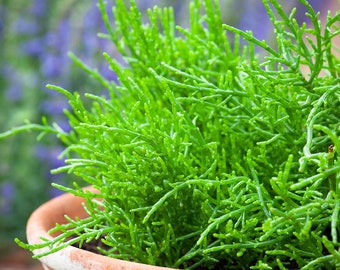 150 semillas de hinojo marino / Salicornia europaea / Espárrago de mar / Hierba costera / Hortaliza de hoja tierna
