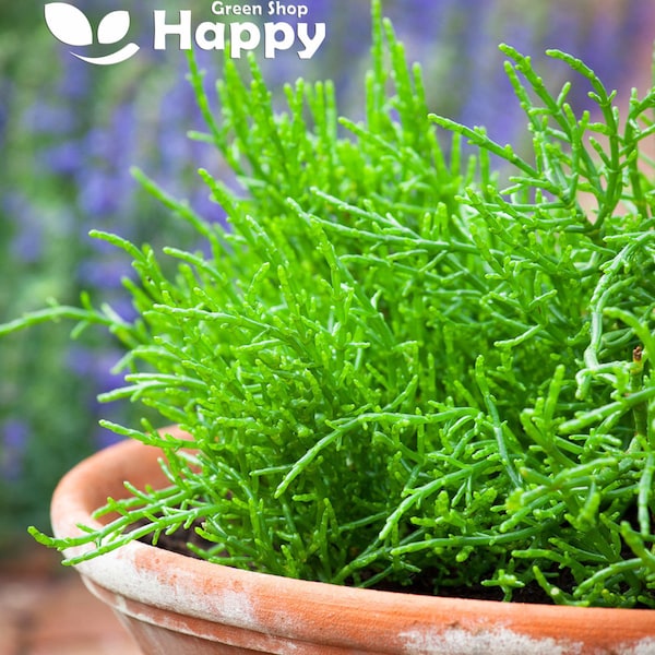 BABY LEAF HERB - Samphire - Sea Asparagus - 150 seeds - Salicornia europaea