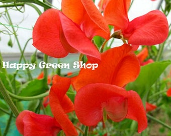Sweet Pea - PRINCE OF ORANGE - 25 seeds - Flower