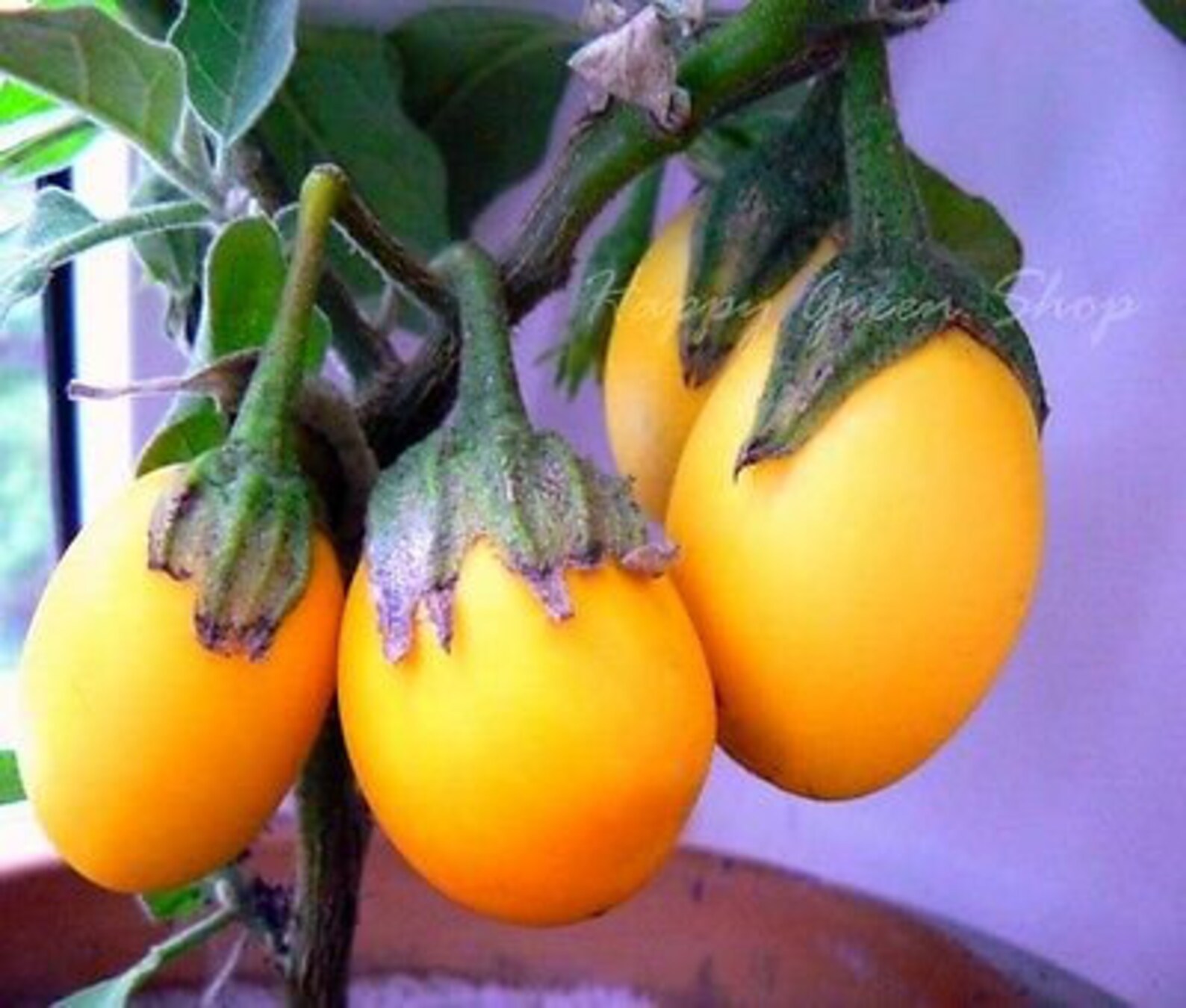 Vegettable AUBERGINE GOLDEN EGGS 20 Seeds White to Etsy