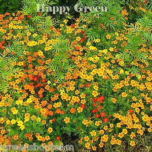 Signet marigold mixed gem Tagetes tenuifolia 300 seeds balcony flower image 1